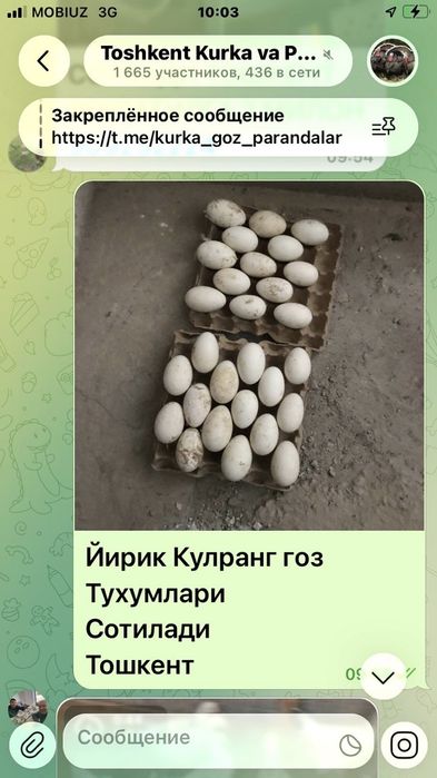 Гоз жужалари ва тухуми бор