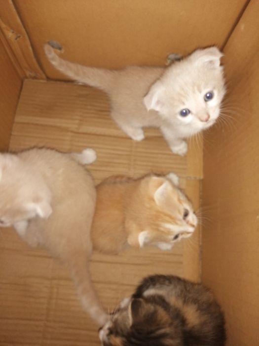 Продаются котята карликовый скотиш - фолд