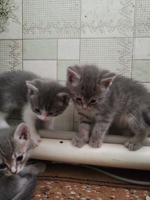 Отдам котят бесплатно