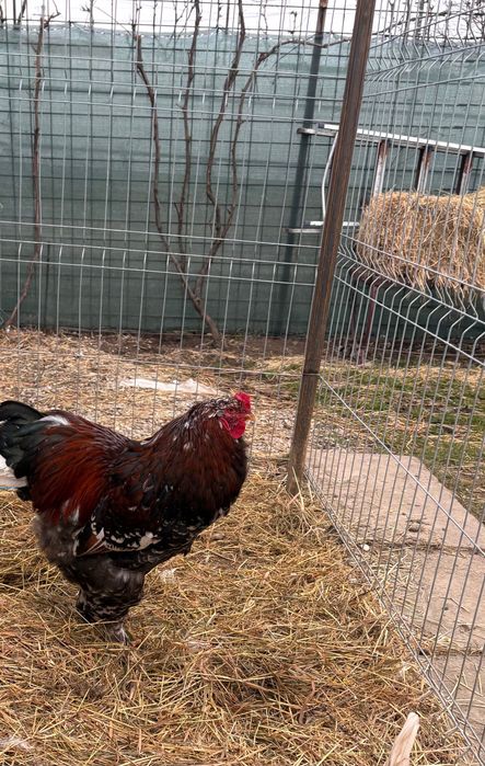 Vand cocos brahma porțelan