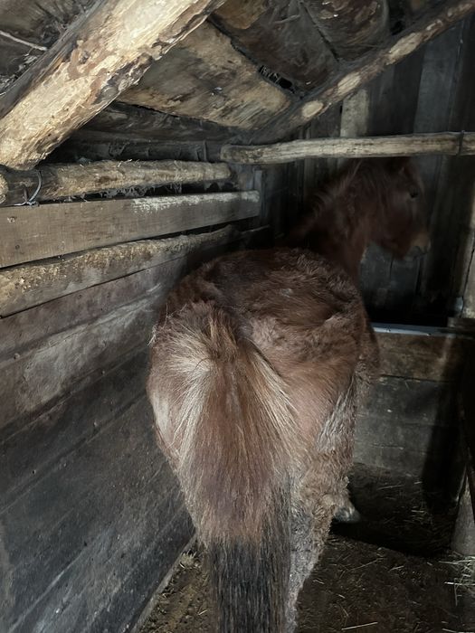 Продам тай (ургашы, девочка)