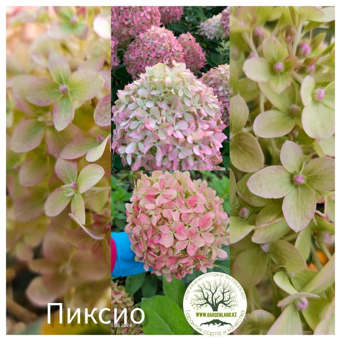 Саженцы - гортензия метельчатая.