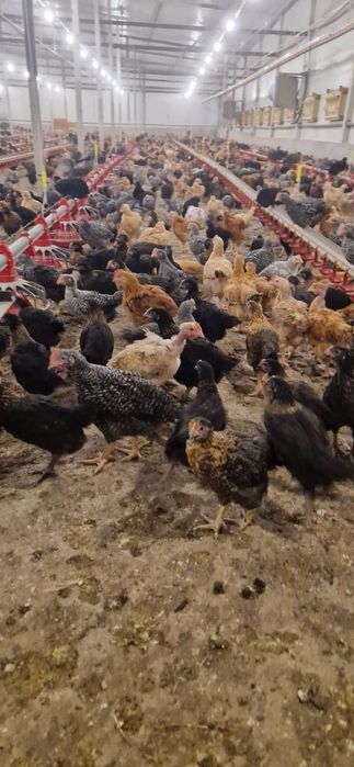Oferin spre vânzare pui rasa mixta cu toate vecinele la zi