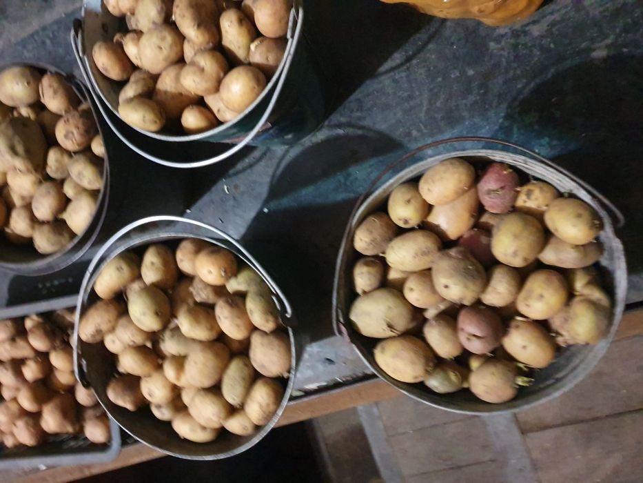 Семенной картофель