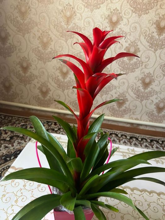 Проддам цветок гусмания