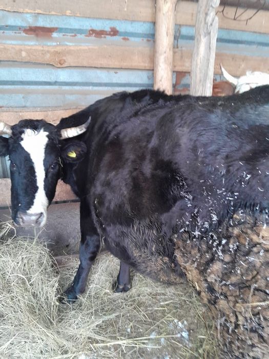 Продаются коровы доиные и телята