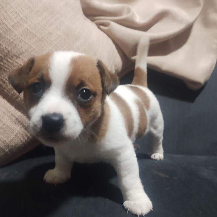 Джак Ръсел женско кученце