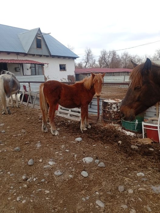 Тай ургашы еркек