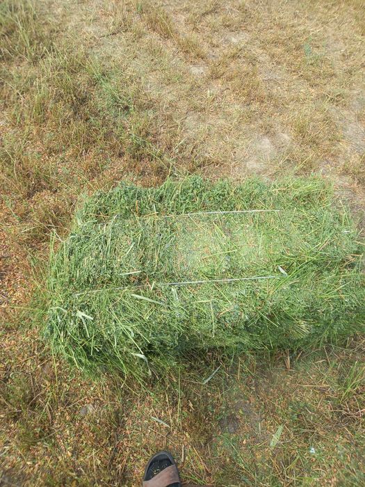 Продам сено жонышка сатамын