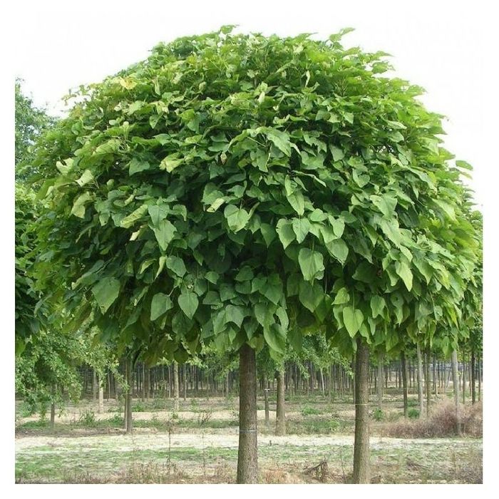 Pomi ornamental  Catalpa  purpurea