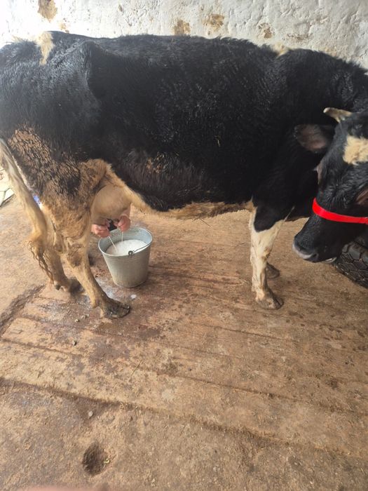 Сиыр сатылады 12лит сутті бар