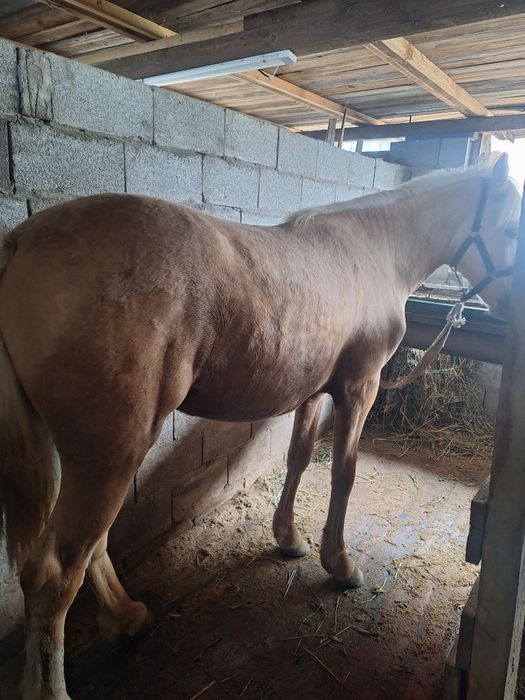 Дөнендер сатылады