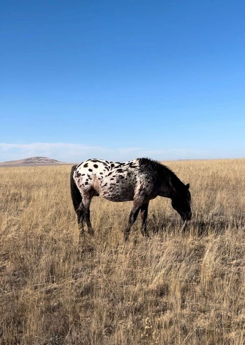 Жеребец 3 года Шубар