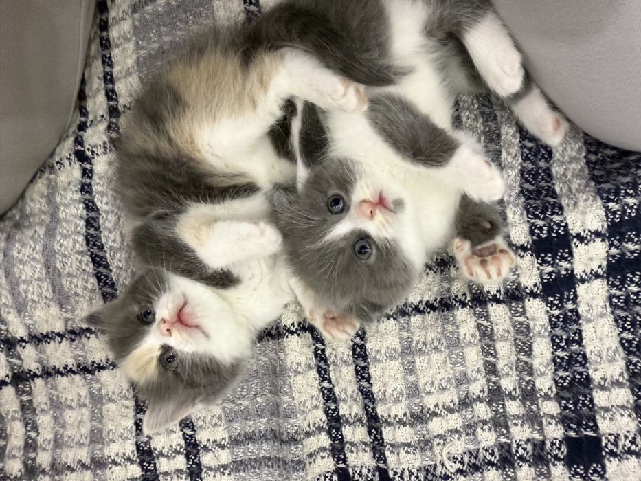 Продаются котята