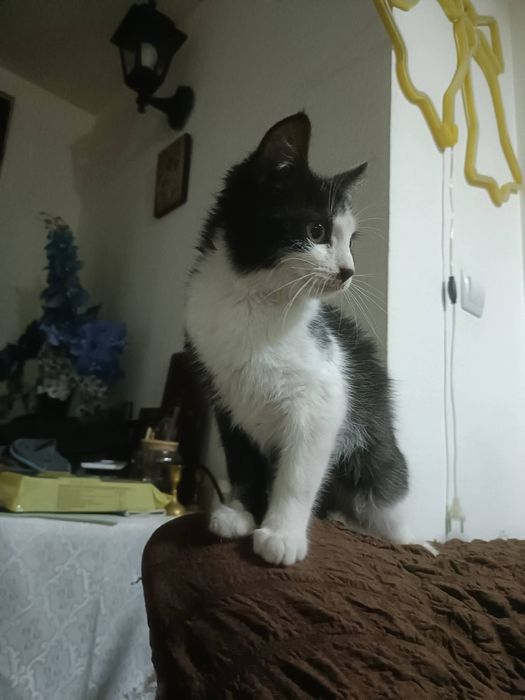 Donez  puiuti foarte frumosi