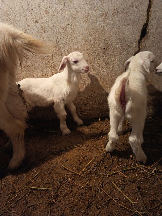 Продам козлят девочки