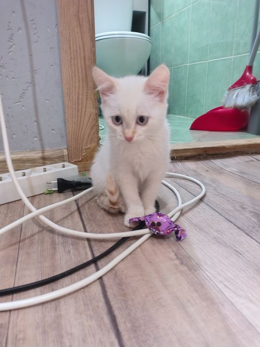 Котёнок в добрые руки
