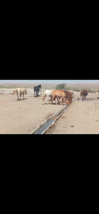 Жабағы, тайлар 20-25 бас