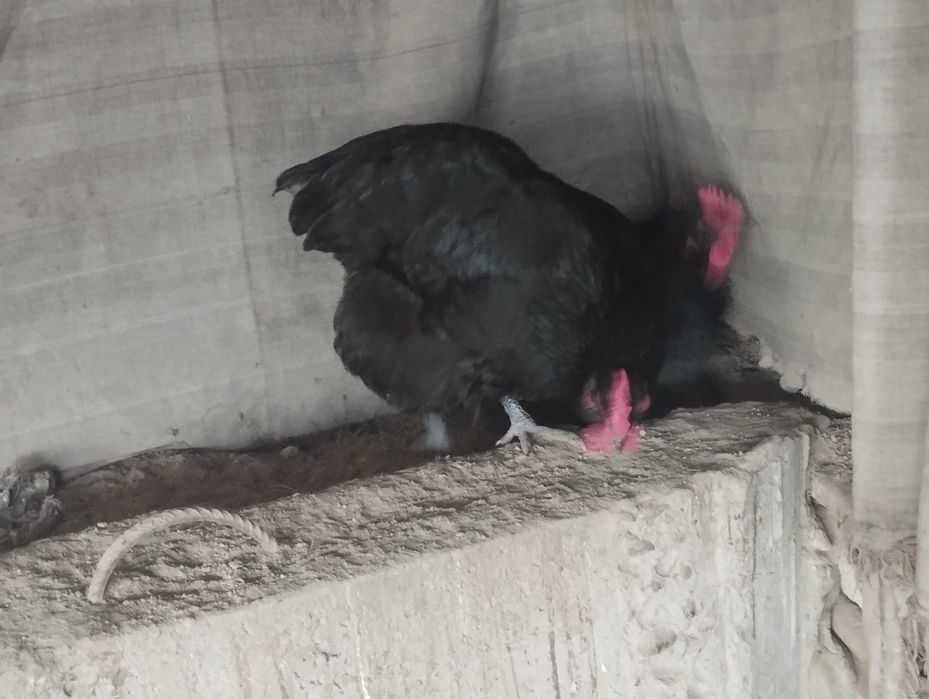 Gigant jersiy tuxumlariga zakaz olamiz