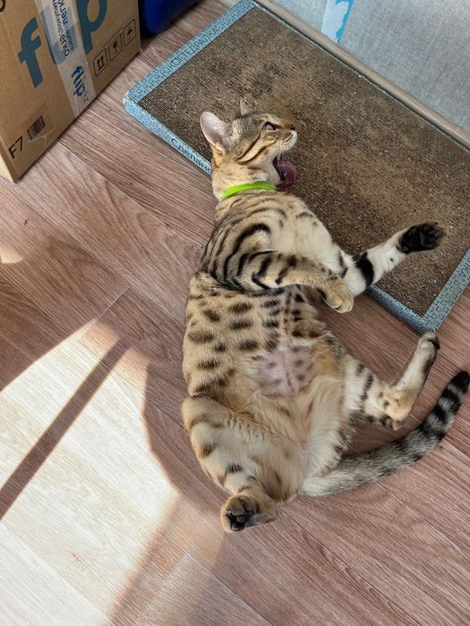 Пропала кошка в районе Хасенки