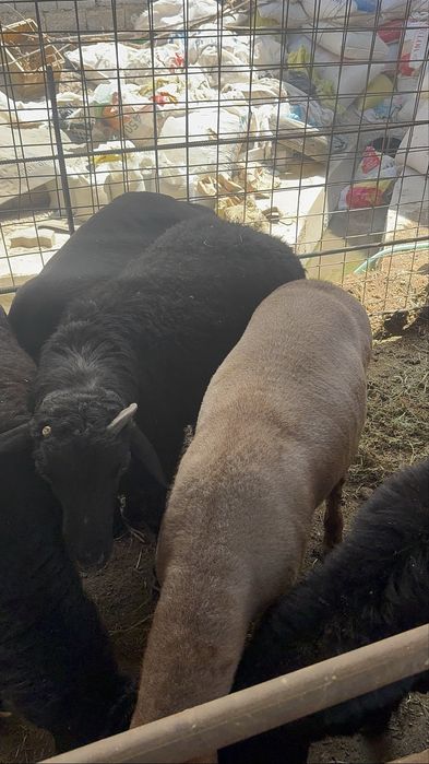 Қойлар сотилади ўйда боқилган