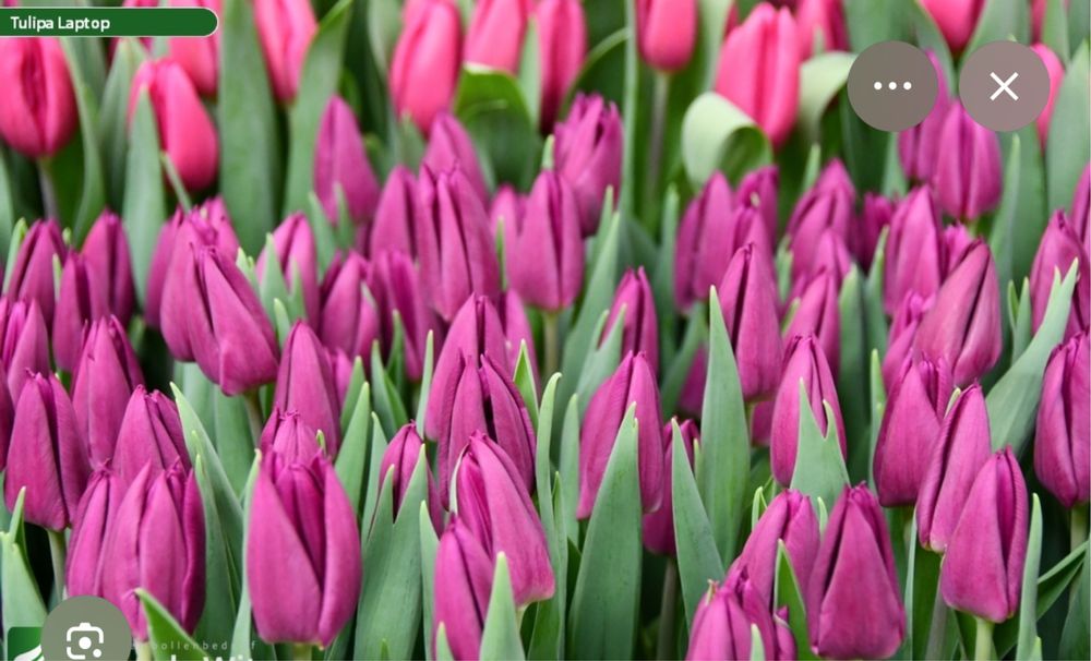 Тюльпан оптом и розницу