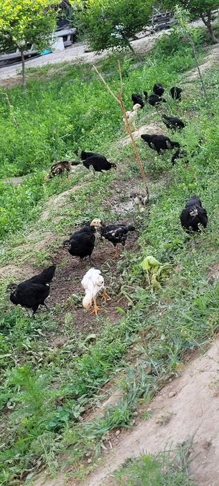 Австролорп румыния