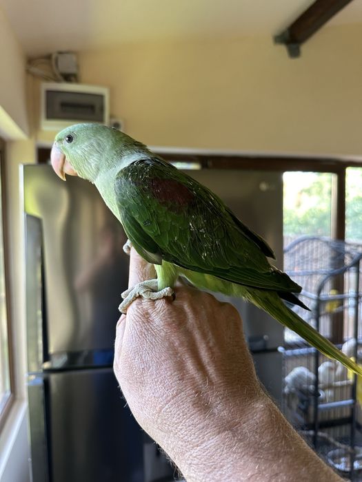 Puiuti foarte blanzi de papagali Marele Alexandru crescuti la seringa