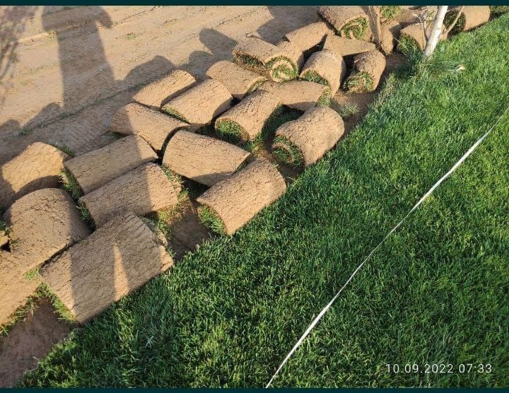 Газон руллонивий