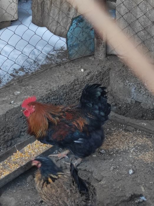 Продам молодых петухов