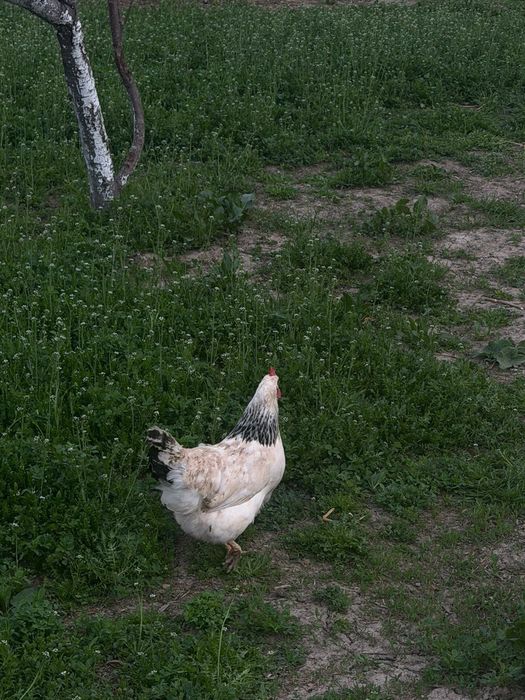 Адлер жұмыртқасы сатылады