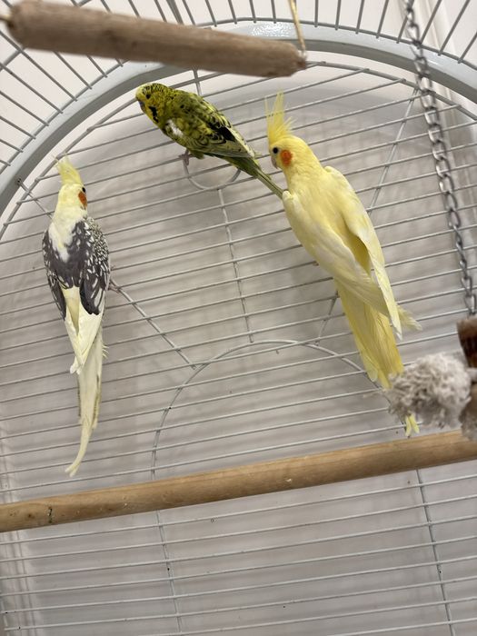 Продам попугаев