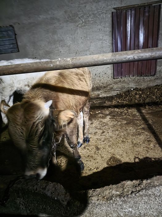 Продам бычка  возраст 6 месяцев