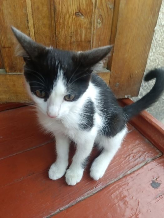 Кошка мышелов умная