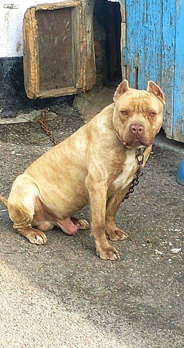 Вязка. Сильный питбуль (кубинец)