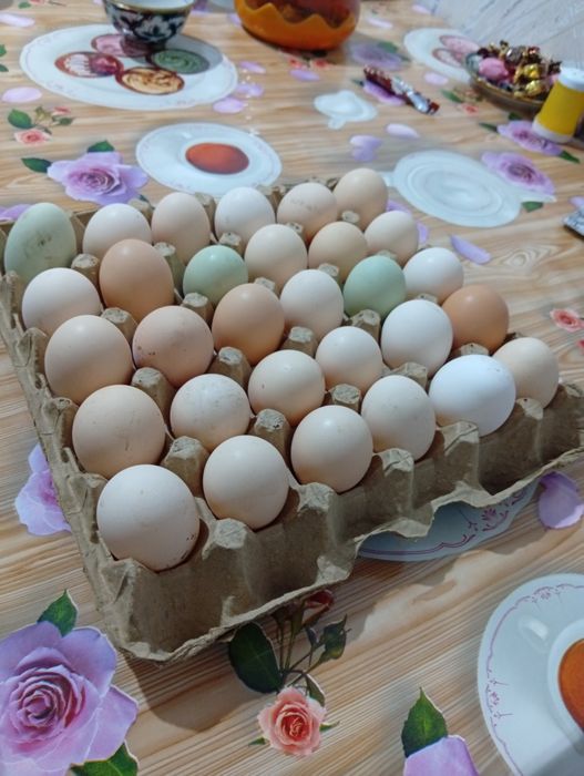 Яйца адлер породы