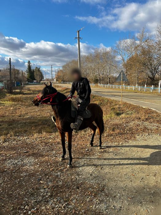 продам скаковую лошадь