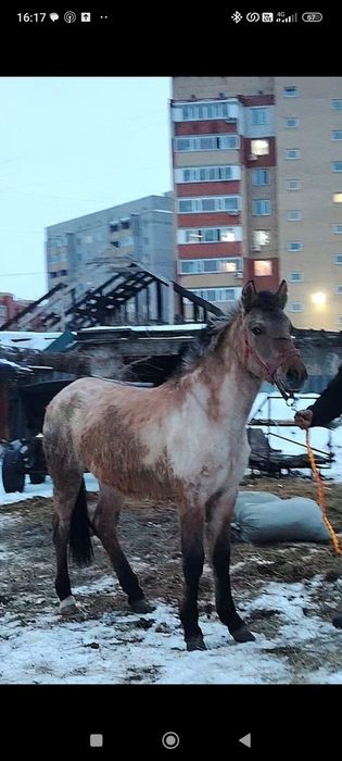 Продам кобылку молодую.