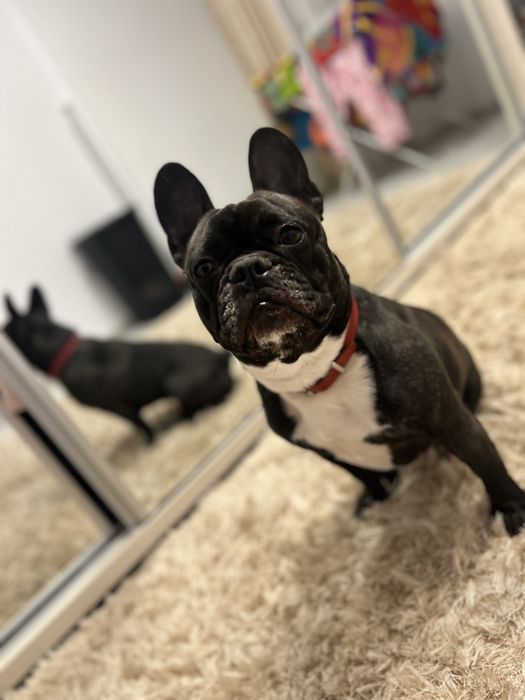 Adoptie Buldog francez