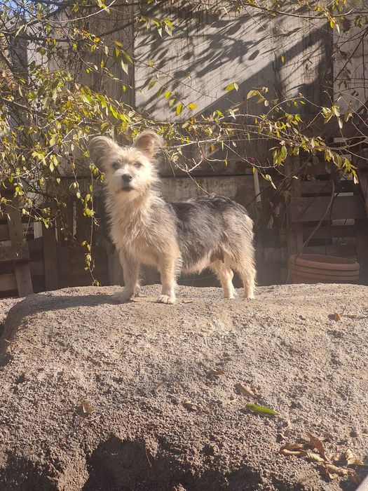 Пропала маленькая собачка.