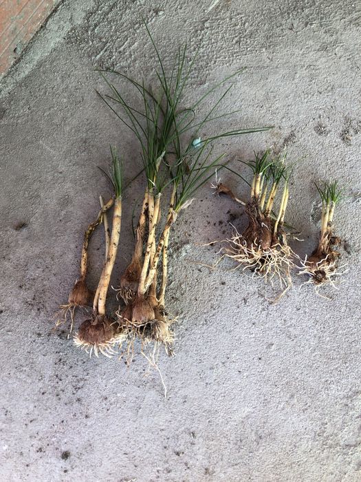 Продавам био Шафран реколта 2024