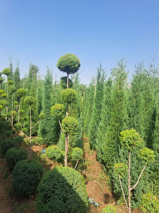 Archa stirichk qilish