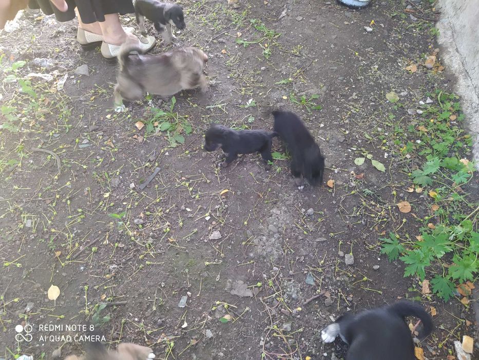 Отдам щенков в добрые руки