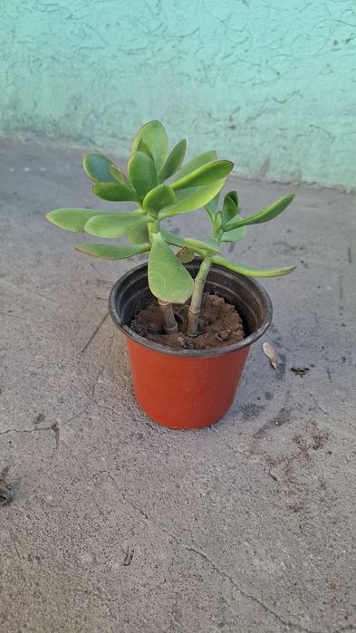 Продам комнатные цветы