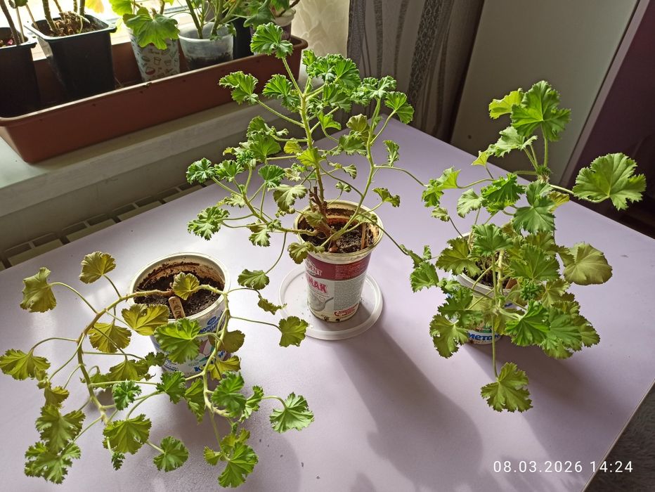 Пеларгонии, герани продам