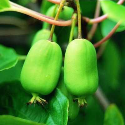 Саженцы разных сортов  Мужской и Женской Актинидия