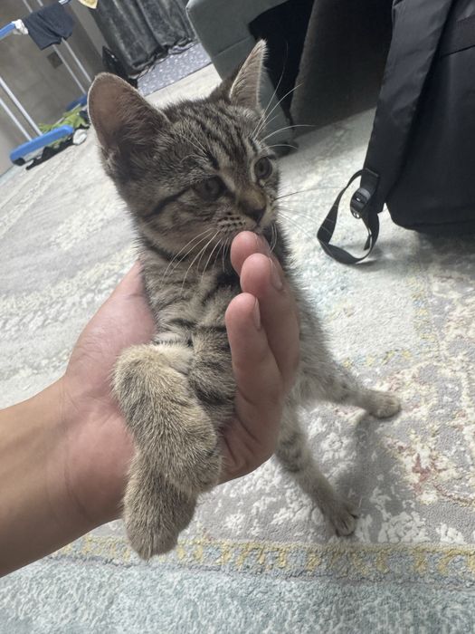 Отдам котенка беслатно мысык