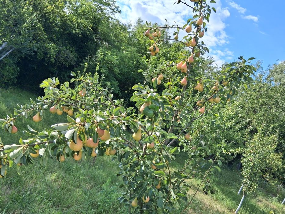 Vând produse naturale