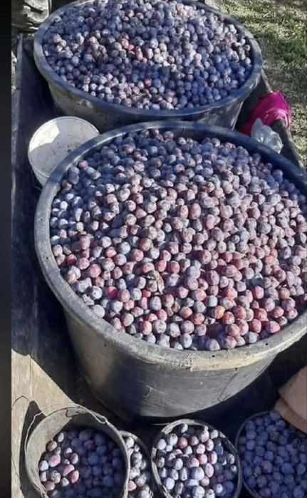 Prune pentru tuica si palinca