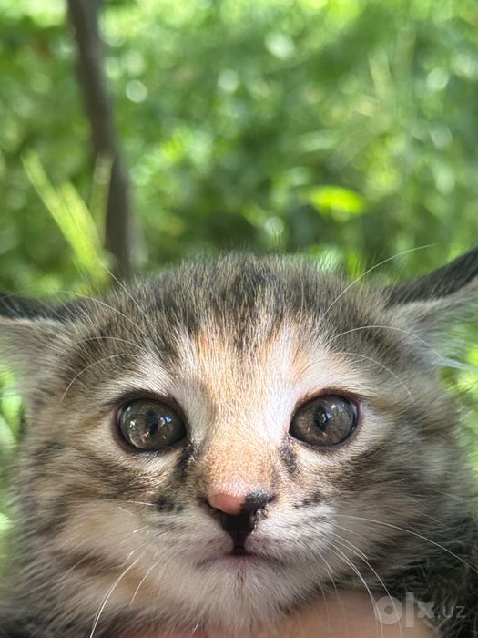 Кошки, mushukcha